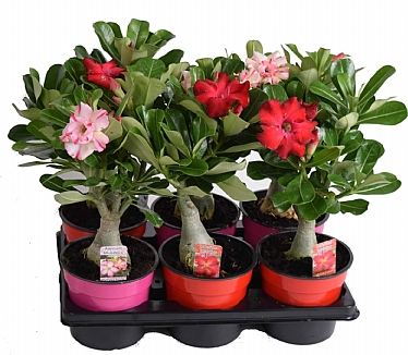 Adenium 14